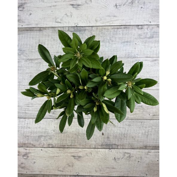 'Sneezy' - różanecznik jakuszimański
Rhododendron yakushimanum 'Sneezy'