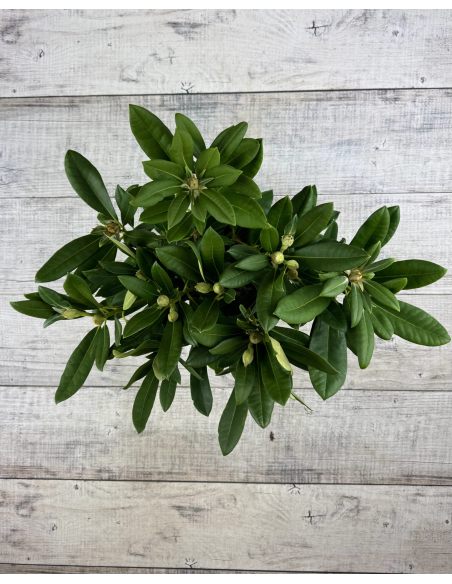 'Sneezy' - różanecznik jakuszimański
Rhododendron yakushimanum 'Sneezy'