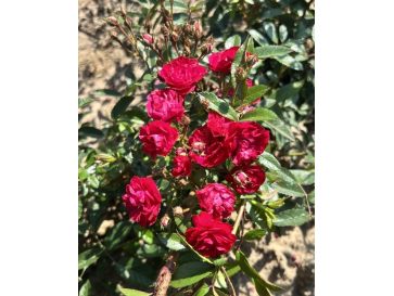 Rosa 'Harward' FAIRY DANCE
Róża okrywowa 'Harward' FAIRY DANCE