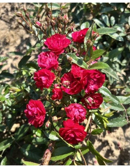 Rosa 'Harward' FAIRY DANCE
Róża okrywowa 'Harward' FAIRY DANCE