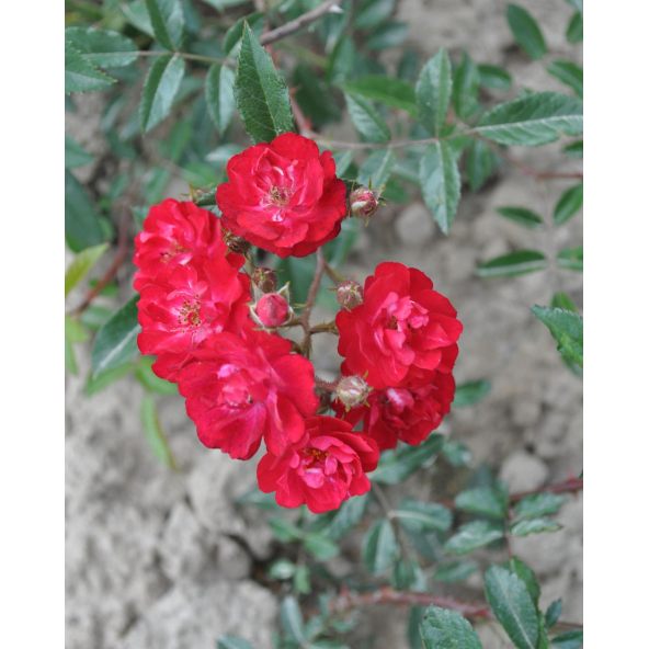 Rosa 'Harward' FAIRY DANCE
Róża okrywowa 'Harward' FAIRY DANCE