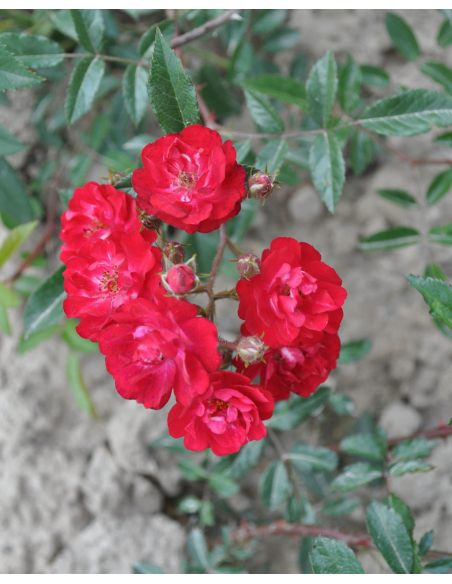 Rosa 'Harward' FAIRY DANCE
Róża okrywowa 'Harward' FAIRY DANCE