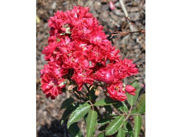 Rosa 'Harward' FAIRY DANCE
Róża okrywowa 'Harward' FAIRY DANCE 2