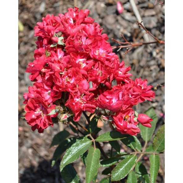 Rosa 'Harward' FAIRY DANCE
Róża okrywowa 'Harward' FAIRY DANCE