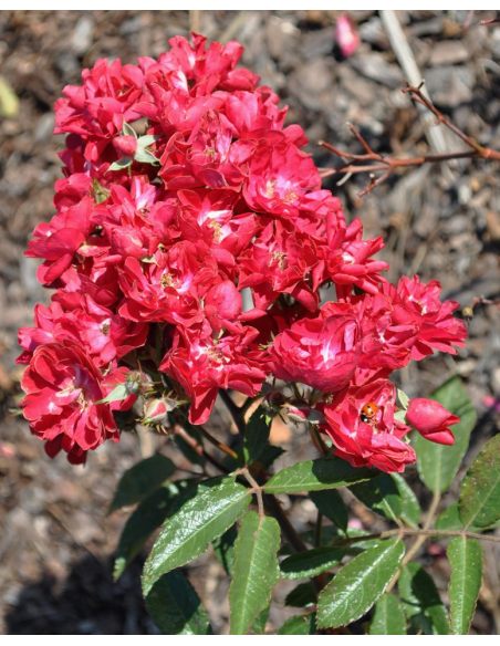 Rosa 'Harward' FAIRY DANCE
Róża okrywowa 'Harward' FAIRY DANCE