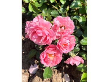 'Jan' - róża okrywowa
Rosa 'Jan'