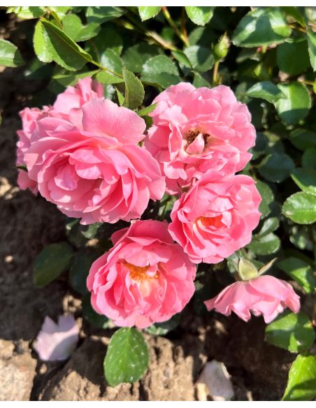 'Jan' - róża okrywowa
Rosa 'Jan'