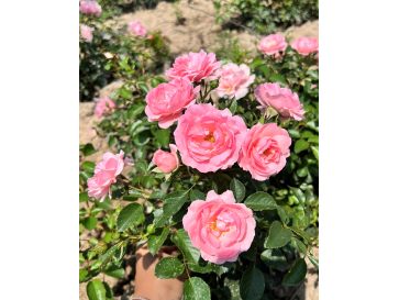 'Jan' - róża okrywowa
Rosa 'Jan' 2