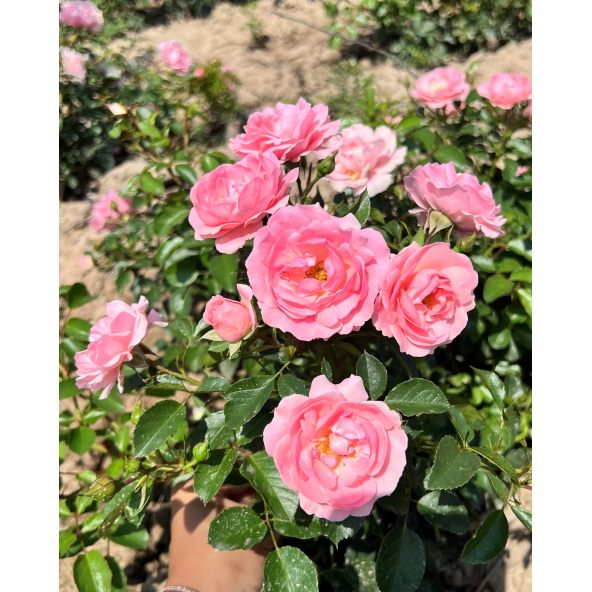 'Jan' - róża okrywowa
Rosa 'Jan'