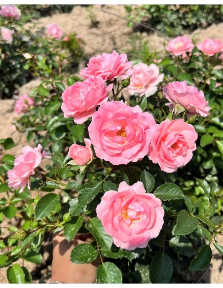 'Jan' - róża okrywowa
Rosa 'Jan'