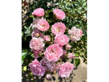 'The Fairy' - róża okrywowa
Rosa 'The Fairy'