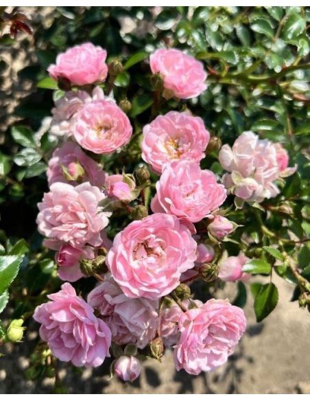 'The Fairy' - róża okrywowa
Rosa 'The Fairy'