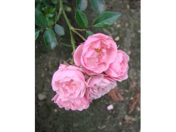 'The Fairy' - róża okrywowa
Rosa 'The Fairy' 2