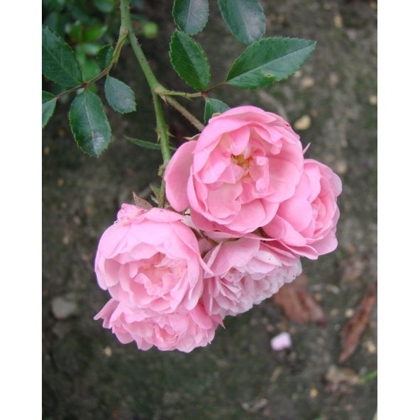 'The Fairy' - róża okrywowa
Rosa 'The Fairy'