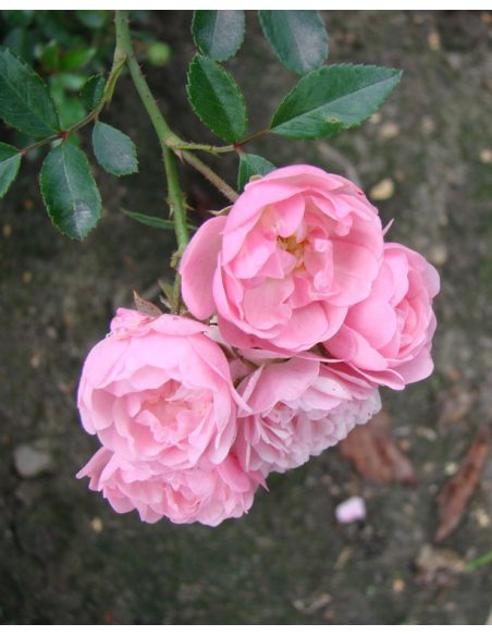 'The Fairy' - róża okrywowa
Rosa 'The Fairy'