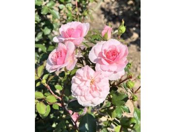 'Bonica' - róża parkowa
Rosa 'Bonica'