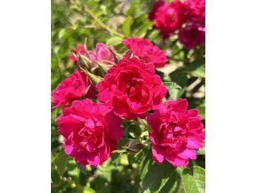 'F.J. Grootendorst' - róża parkowa
Rosa 'F.J. Grootendorst'