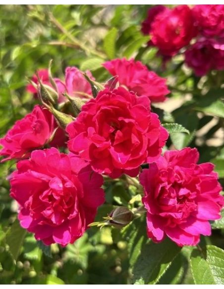 'F.J. Grootendorst' - róża parkowa
Rosa 'F.J. Grootendorst'