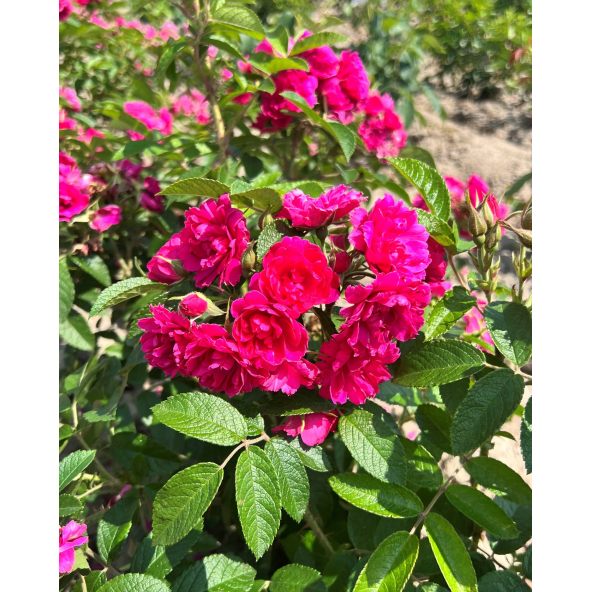 'F.J. Grootendorst' - róża parkowa
Rosa 'F.J. Grootendorst'