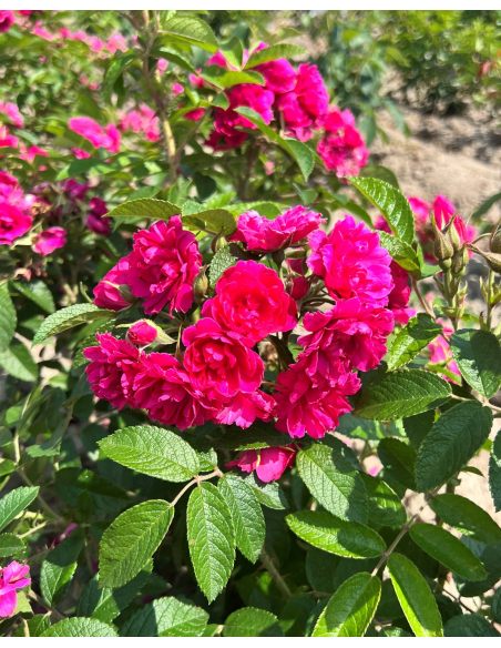 'F.J. Grootendorst' - róża parkowa
Rosa 'F.J. Grootendorst'