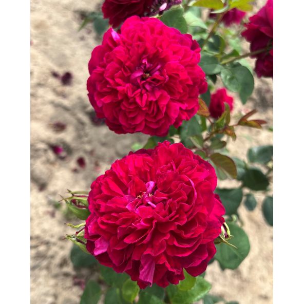 'Julia' - róża parkowa
Rosa 'Julia'