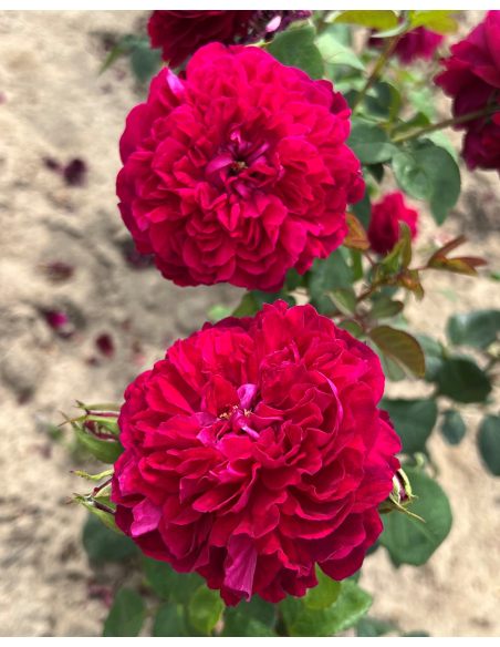 'Julia' - róża parkowa
Rosa 'Julia'