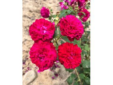 'Julia' - róża parkowa
Rosa 'Julia' 2