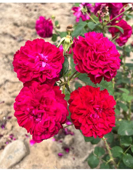 'Julia' - róża parkowa
Rosa 'Julia'