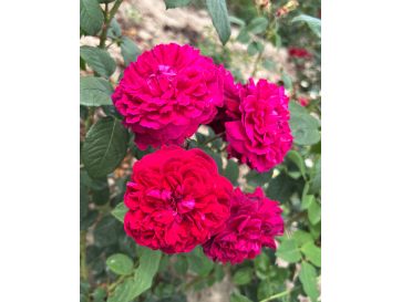 'Julia' - róża parkowa
Rosa 'Julia'