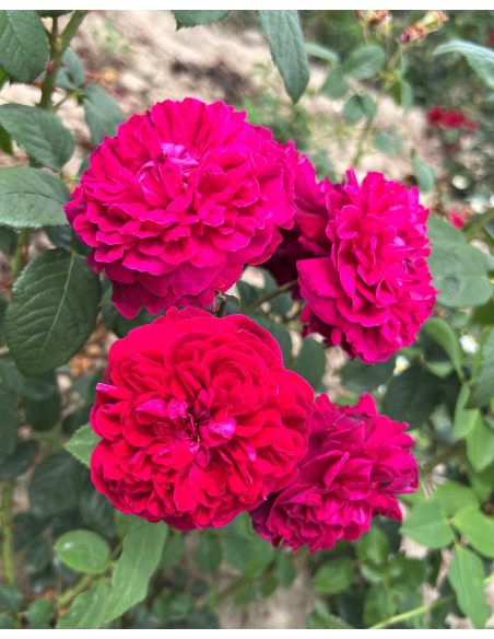 'Julia' - róża parkowa
Rosa 'Julia'