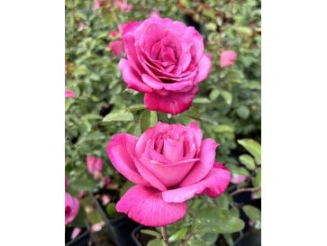 'Lila Wunder' - róża parkowa
Rosa 'Lila Wunder'