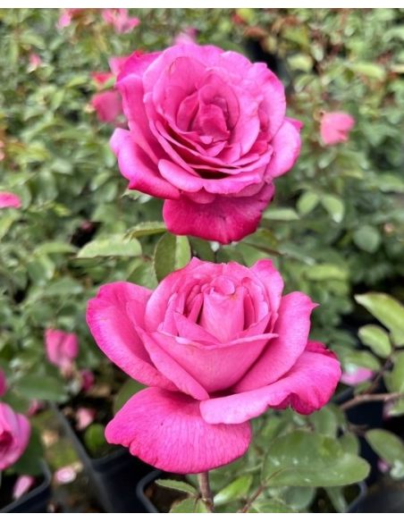 'Lila Wunder' - róża parkowa
Rosa 'Lila Wunder'