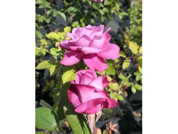 'Lila Wunder' - róża parkowa
Rosa 'Lila Wunder' 2