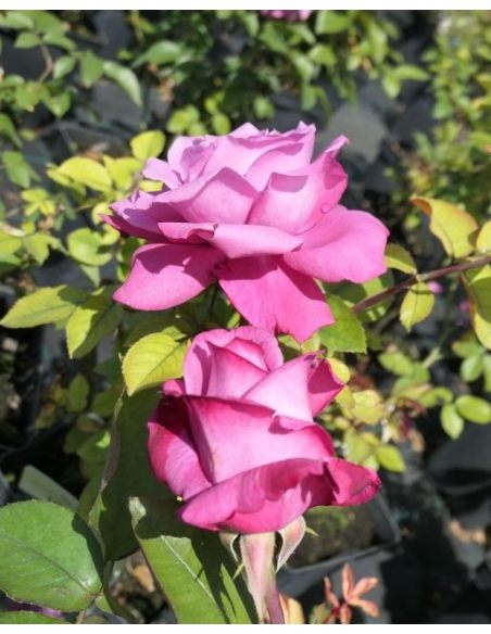 'Lila Wunder' - róża parkowa
Rosa 'Lila Wunder'