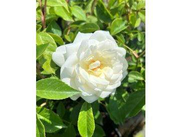 'Korbin' SCHNEEWITTCHEN - róża parkowa
Rosa 'Korbin' SCHNEEWITTCHEN