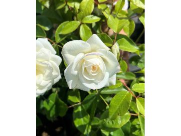 'Korbin' SCHNEEWITTCHEN - róża parkowa
Rosa 'Korbin' SCHNEEWITTCHEN 2