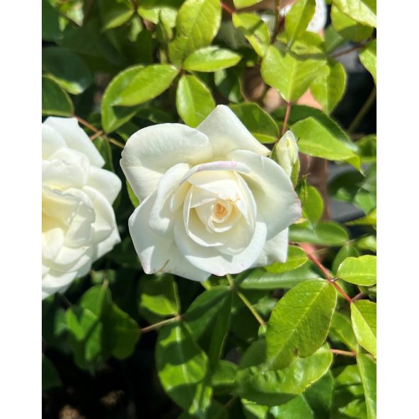 'Korbin' SCHNEEWITTCHEN - róża parkowa
Rosa 'Korbin' SCHNEEWITTCHEN