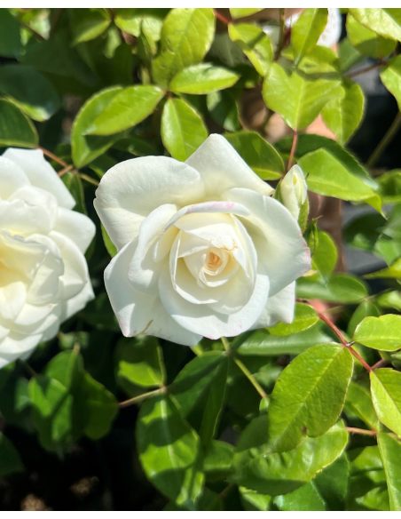 'Korbin' SCHNEEWITTCHEN - róża parkowa
Rosa 'Korbin' SCHNEEWITTCHEN