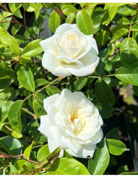 'Korbin' SCHNEEWITTCHEN - róża parkowa
Rosa 'Korbin' SCHNEEWITTCHEN