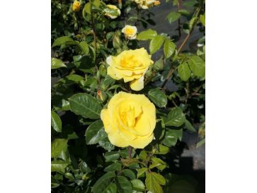 'Arthur Bell' - róża parkowa
Rosa 'Arthur Bell'