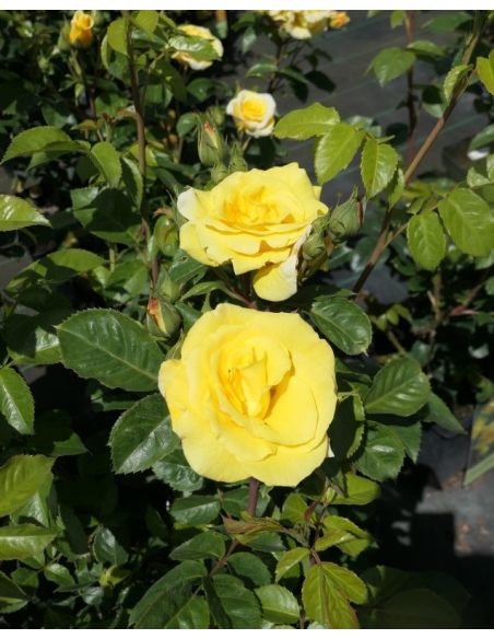 'Arthur Bell' - róża parkowa
Rosa 'Arthur Bell'