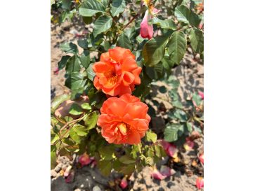 'Westerland' - róża parkowa
Rosa 'Westerland'