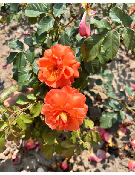 'Westerland' - róża parkowa
Rosa 'Westerland'