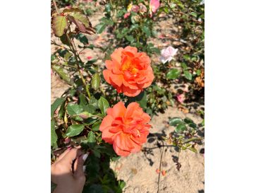 'Westerland' - róża parkowa
Rosa 'Westerland' 2