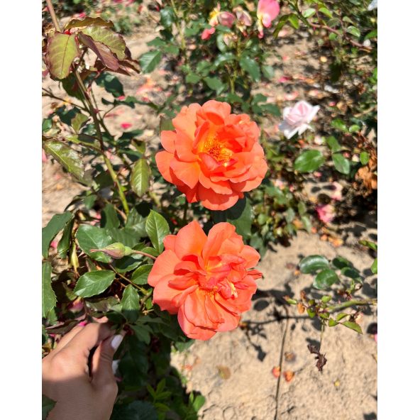 'Westerland' - róża parkowa
Rosa 'Westerland'