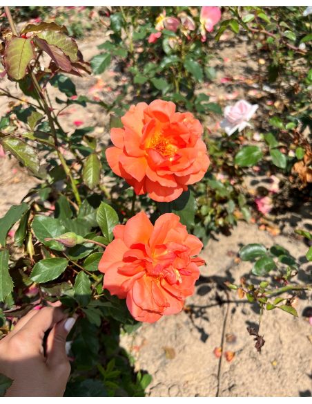 'Westerland' - róża parkowa
Rosa 'Westerland'