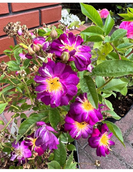 'Blue Rambler' - róża pnąca
Rosa 'Blue Rambler'