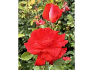 Róża pnąca Cap Horn