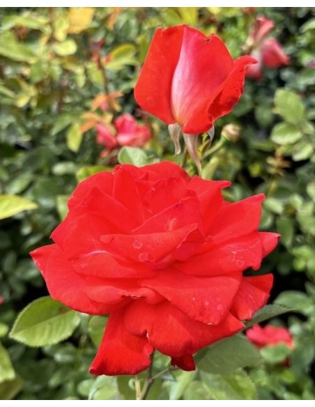 Róża pnąca Cap Horn