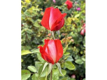 Róża pnąca Cap Horn 2